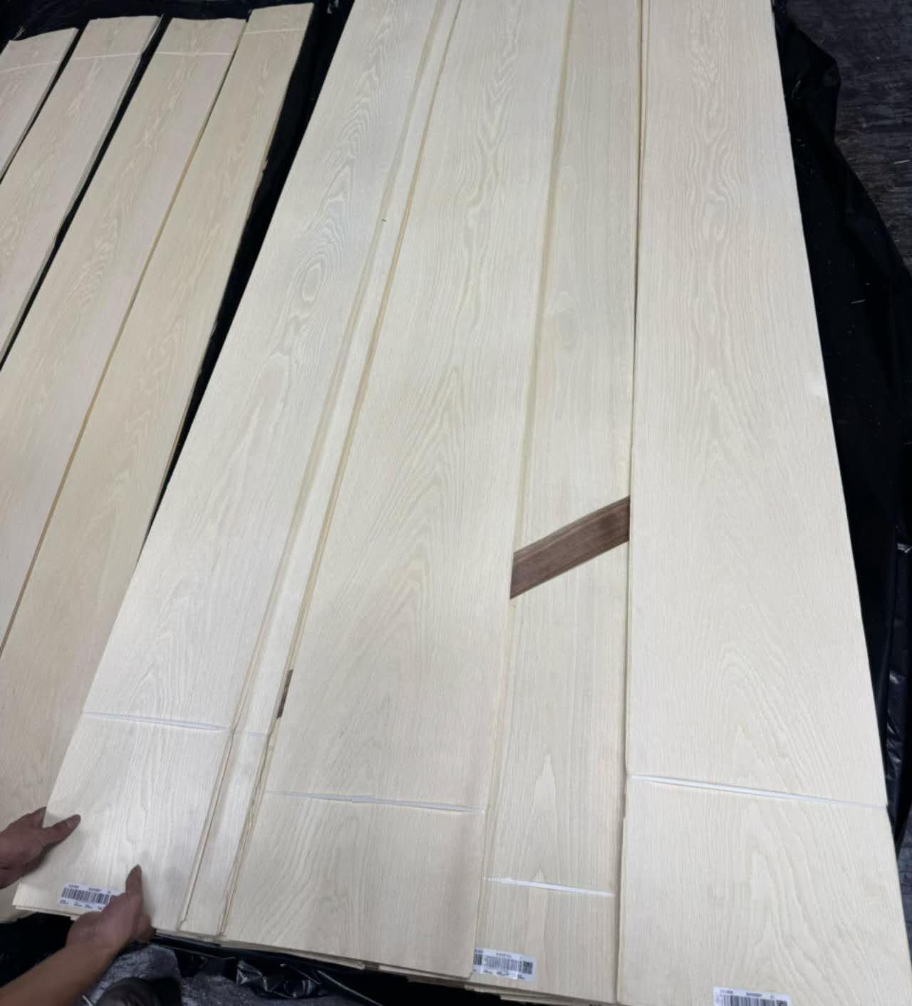 Pale veneer leaves laid side by side for visual comparison